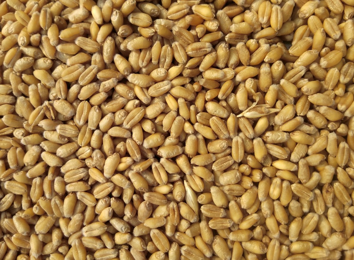 بلغور گندم